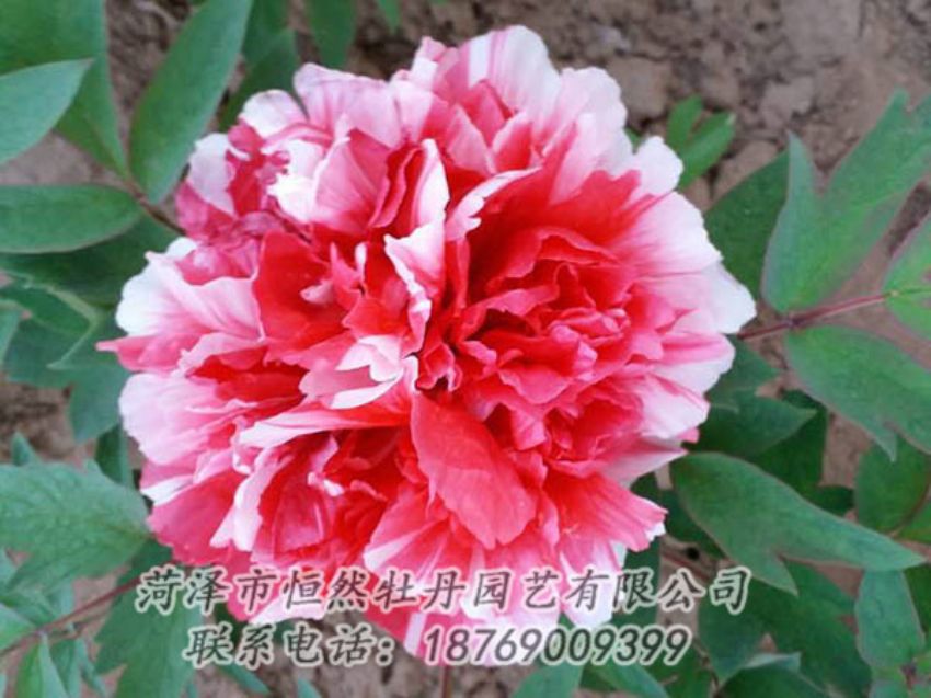 點擊查看詳細(xì)信息<br>標(biāo)題：復(fù)色牡丹 閱讀次數(shù)：1245