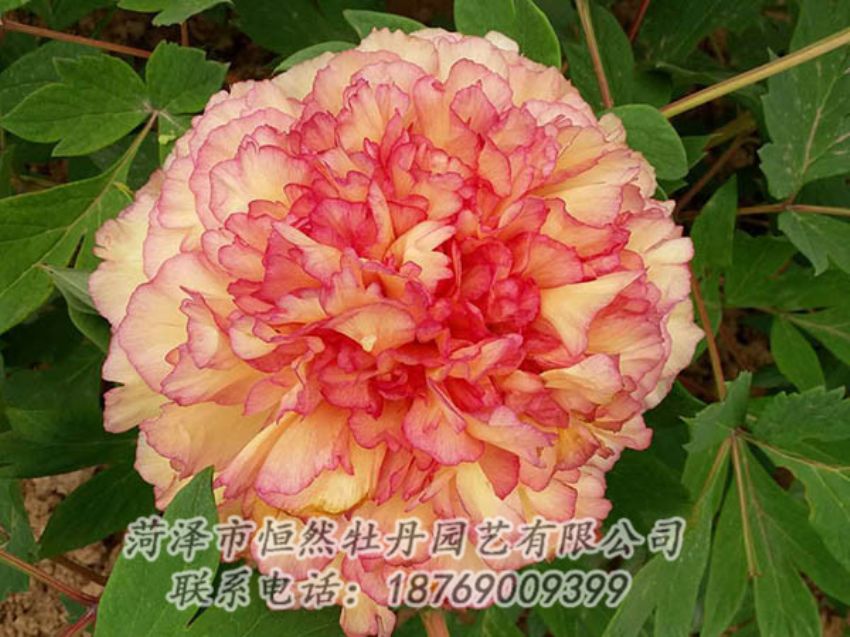 點擊查看詳細(xì)信息<br>標(biāo)題：復(fù)色牡丹 閱讀次數(shù)：1266