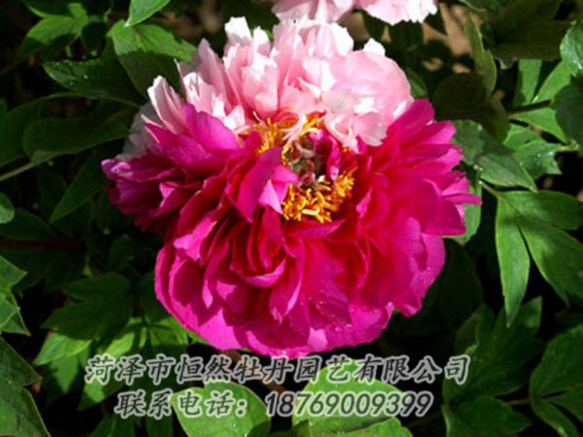 點擊查看詳細(xì)信息<br>標(biāo)題：復(fù)色牡丹 閱讀次數(shù)：1206