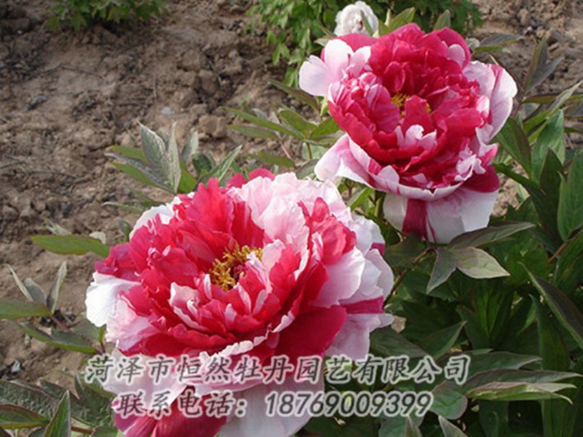點擊查看詳細(xì)信息<br>標(biāo)題：復(fù)色牡丹 閱讀次數(shù)：1250