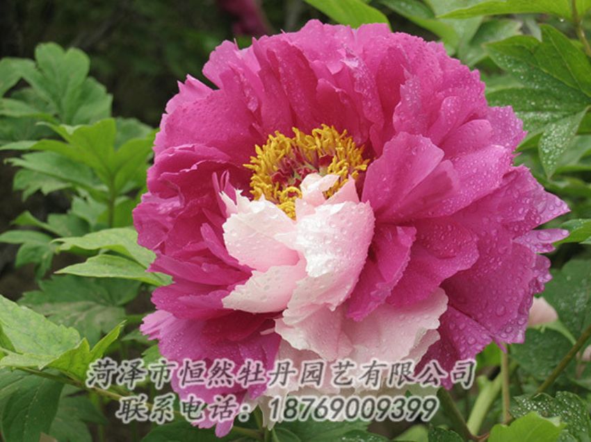 點擊查看詳細(xì)信息<br>標(biāo)題：復(fù)色牡丹 閱讀次數(shù)：1295