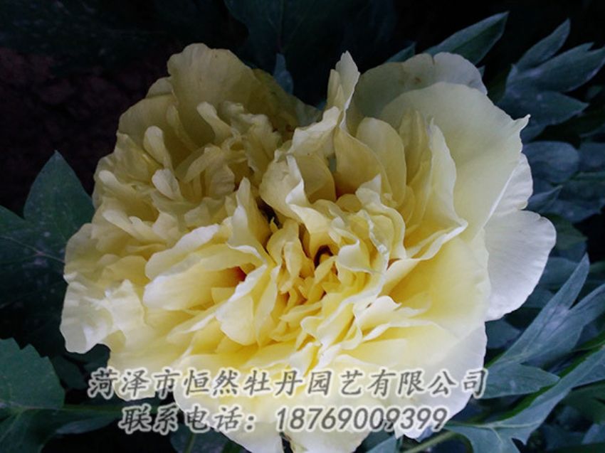 點(diǎn)擊查看詳細(xì)信息<br>標(biāo)題：黃色牡丹 閱讀次數(shù)：1217