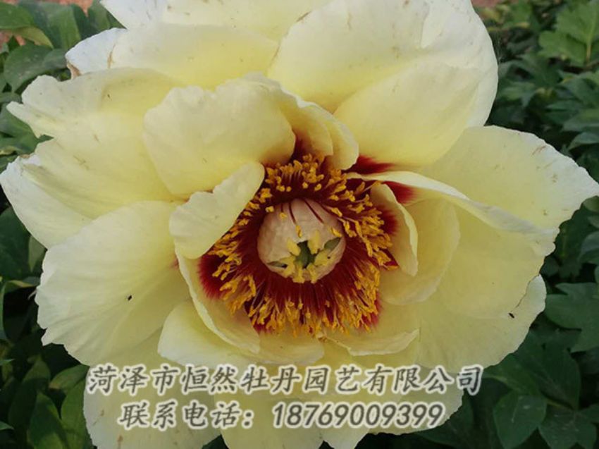 點(diǎn)擊查看詳細(xì)信息<br>標(biāo)題：黃色牡丹 閱讀次數(shù)：1206