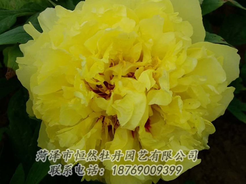 點擊查看詳細信息<br>標題：黃色牡丹 閱讀次數：1221