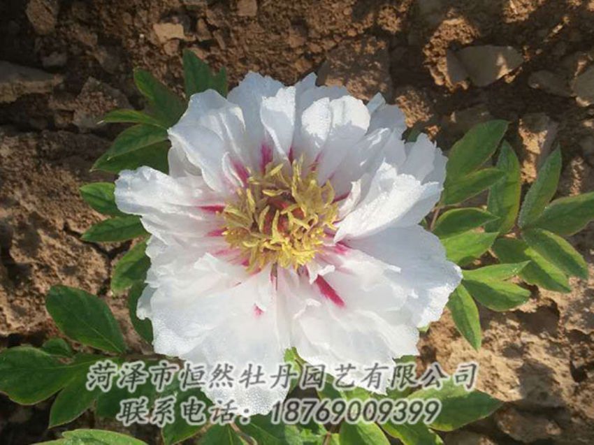 點擊查看詳細信息<br>標題：白色牡丹 閱讀次數(shù)：1302