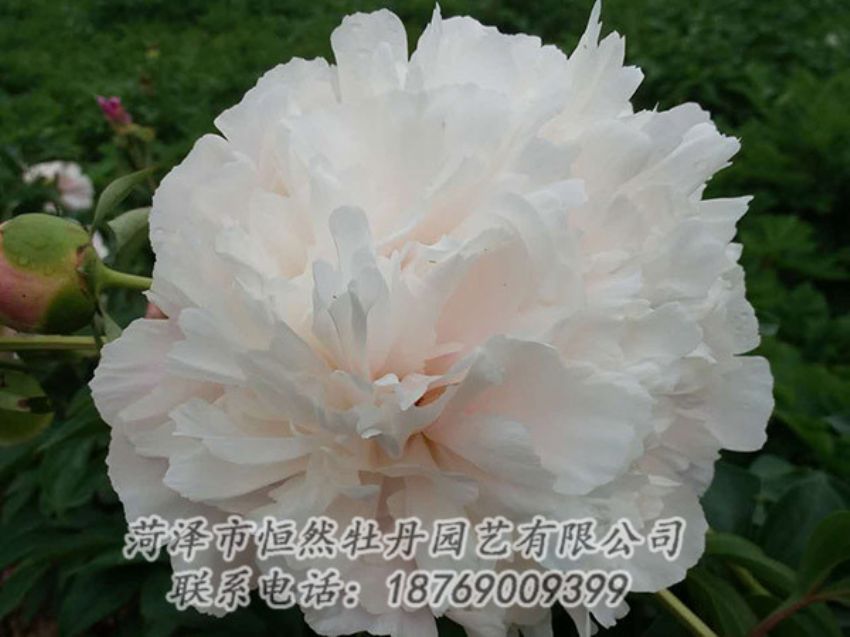 點擊查看詳細信息<br>標題：白色牡丹 閱讀次數(shù)：1261