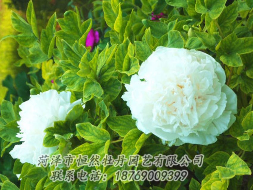 點擊查看詳細信息<br>標題：白色牡丹 閱讀次數(shù)：1232