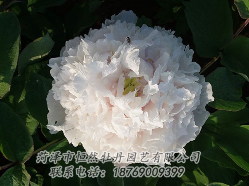 點擊查看詳細信息<br>標題：白色牡丹 閱讀次數(shù)：1247