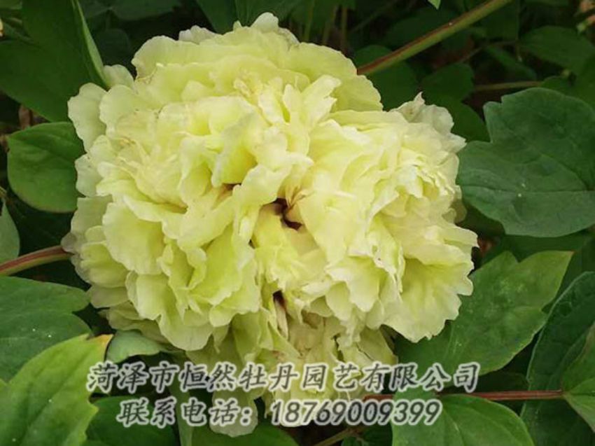點擊查看詳細信息<br>標題：綠色 閱讀次數：1115