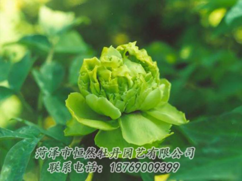 點擊查看詳細信息<br>標題：綠色牡丹 閱讀次數(shù)：1266