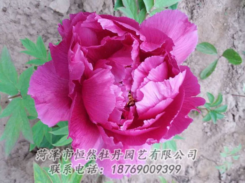 點擊查看詳細信息<br>標題：紫色牡丹 閱讀次數：1087
