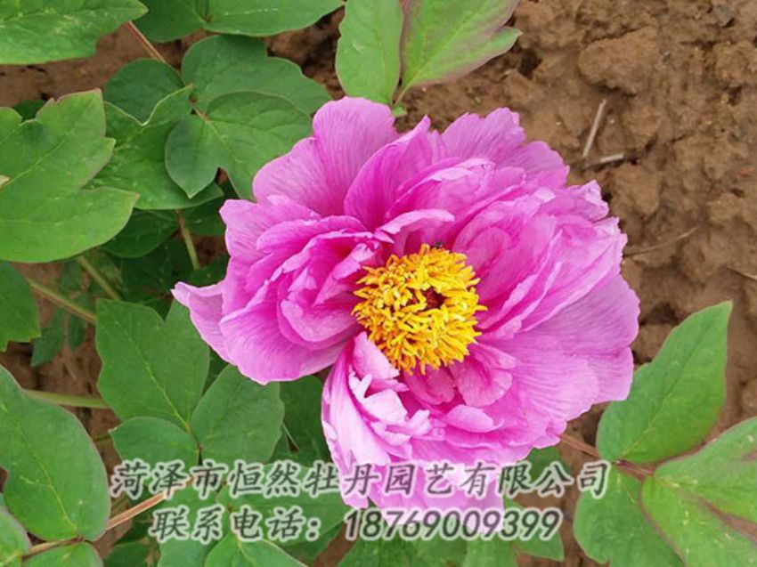 點(diǎn)擊查看詳細(xì)信息<br>標(biāo)題：紫色牡丹 閱讀次數(shù)：1207