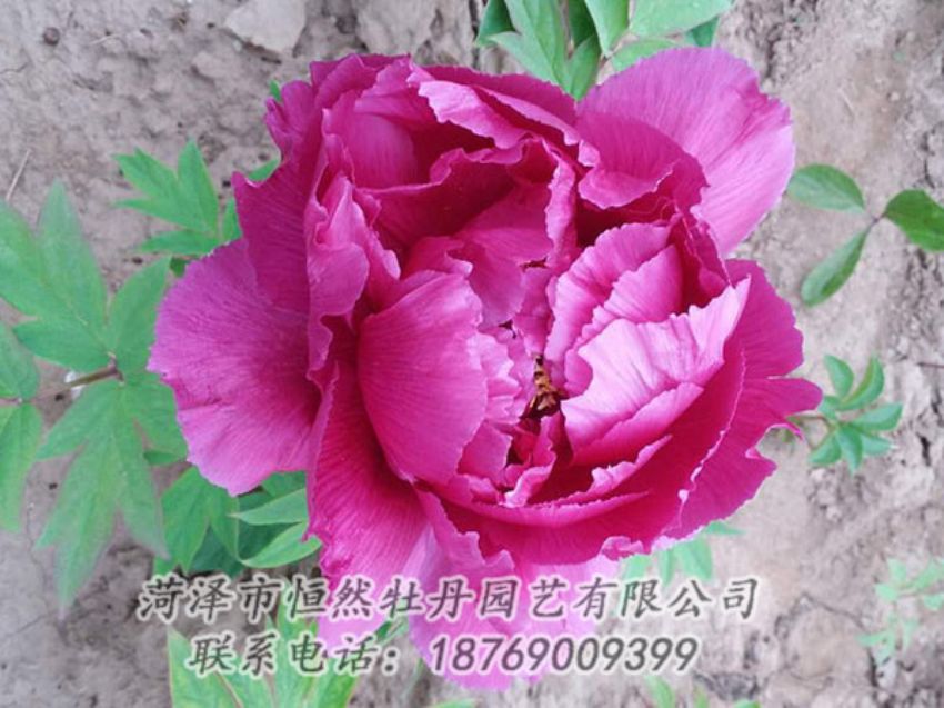 點(diǎn)擊查看詳細(xì)信息<br>標(biāo)題：紫色牡丹 閱讀次數(shù)：1188