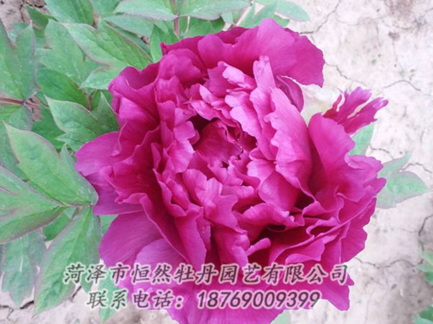 點(diǎn)擊查看詳細(xì)信息<br>標(biāo)題：紫色牡丹 閱讀次數(shù)：1321