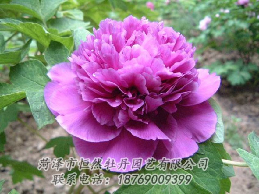 點(diǎn)擊查看詳細(xì)信息<br>標(biāo)題：紫色牡丹 閱讀次數(shù)：1358