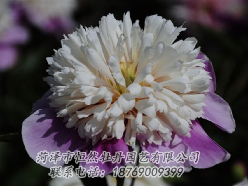 點擊查看詳細信息<br>標題：復色芍藥 閱讀次數(shù)：1287