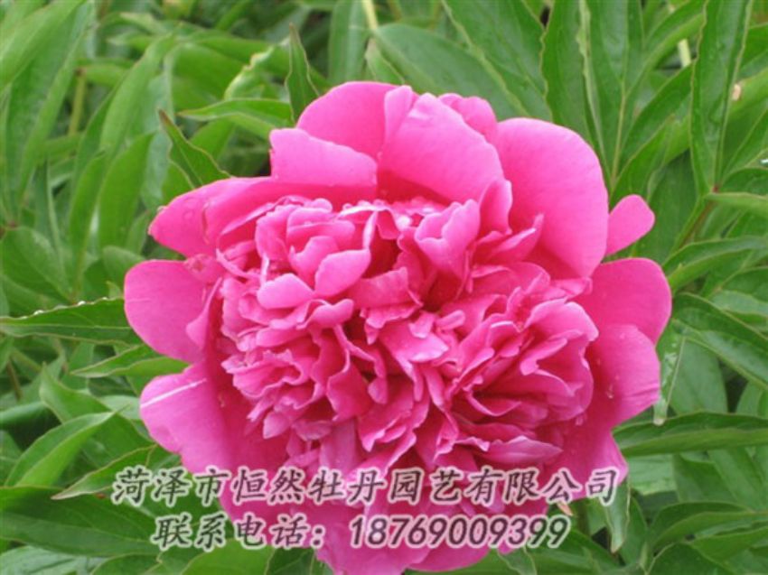 點(diǎn)擊查看詳細(xì)信息<br>標(biāo)題：永生紅 閱讀次數(shù)：1081