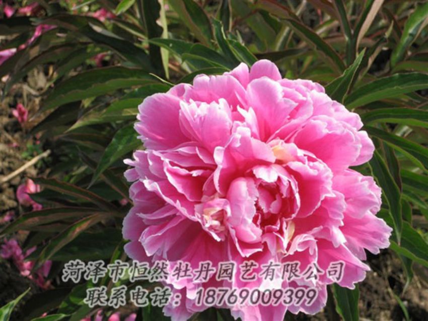 點(diǎn)擊查看詳細(xì)信息<br>標(biāo)題：西施紅妝 閱讀次數(shù)：1081