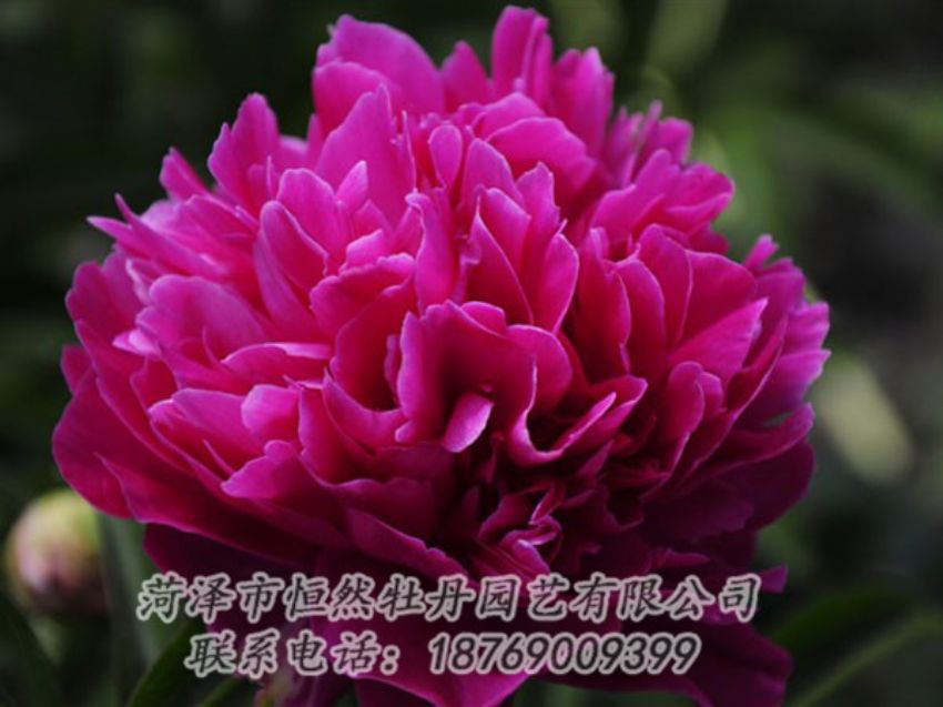 點(diǎn)擊查看詳細(xì)信息<br>標(biāo)題：瑪瑙紅 閱讀次數(shù)：1054