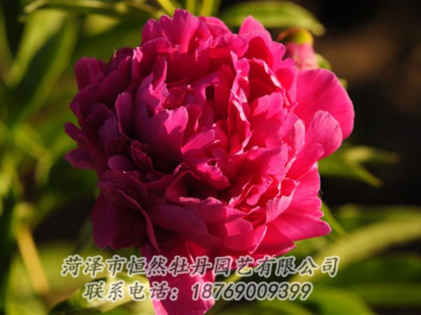 點(diǎn)擊查看詳細(xì)信息<br>標(biāo)題：老來紅 閱讀次數(shù)：1024