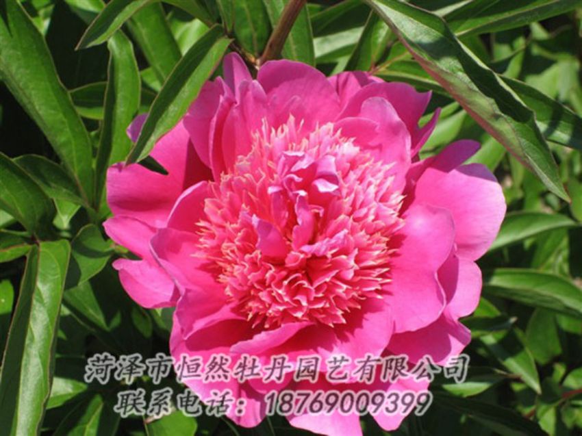 點(diǎn)擊查看詳細(xì)信息<br>標(biāo)題：紅繡球 閱讀次數(shù)：1066