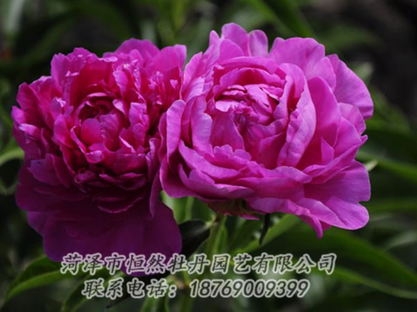 點(diǎn)擊查看詳細(xì)信息<br>標(biāo)題：紅玫瑰 閱讀次數(shù)：1011