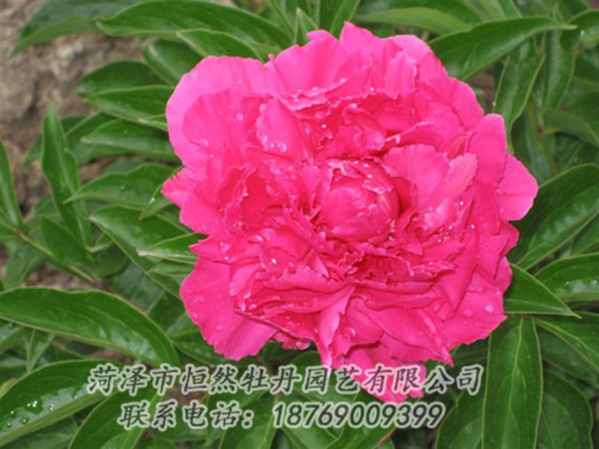 點(diǎn)擊查看詳細(xì)信息<br>標(biāo)題：紅冠芳 閱讀次數(shù)：1087