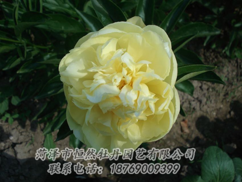 點擊查看詳細信息<br>標(biāo)題：黃色芍藥 閱讀次數(shù)：1341
