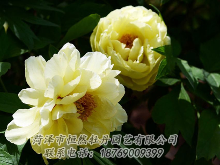 點擊查看詳細信息<br>標(biāo)題：黃色芍藥 閱讀次數(shù)：1249