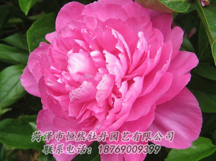 點(diǎn)擊查看詳細(xì)信息<br>標(biāo)題：紅色芍藥 閱讀次數(shù)：1098