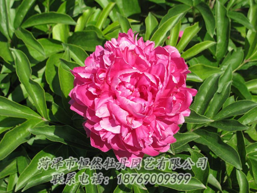 點(diǎn)擊查看詳細(xì)信息<br>標(biāo)題：紅色芍藥 閱讀次數(shù)：1210