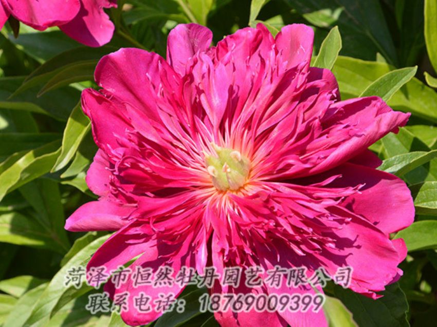 點(diǎn)擊查看詳細(xì)信息<br>標(biāo)題：紅色芍藥 閱讀次數(shù)：1161