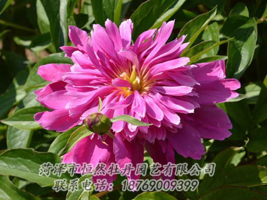 點(diǎn)擊查看詳細(xì)信息<br>標(biāo)題：紅色芍藥 閱讀次數(shù)：1197