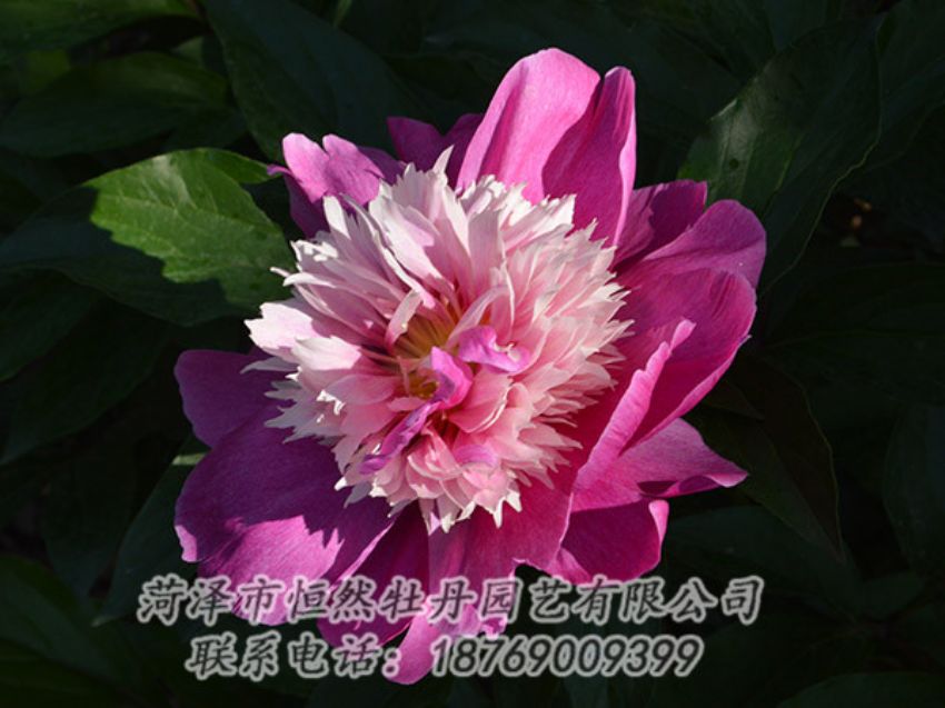 點(diǎn)擊查看詳細(xì)信息<br>標(biāo)題：紅色芍藥 閱讀次數(shù)：1284