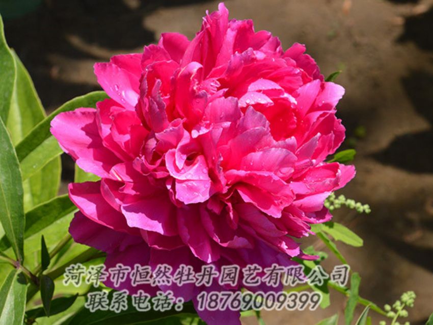 點(diǎn)擊查看詳細(xì)信息<br>標(biāo)題：紅色芍藥 閱讀次數(shù)：1174