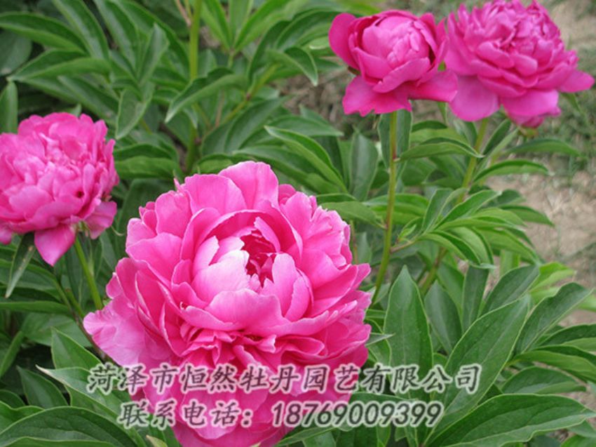 點(diǎn)擊查看詳細(xì)信息<br>標(biāo)題：紅色芍藥 閱讀次數(shù)：1191