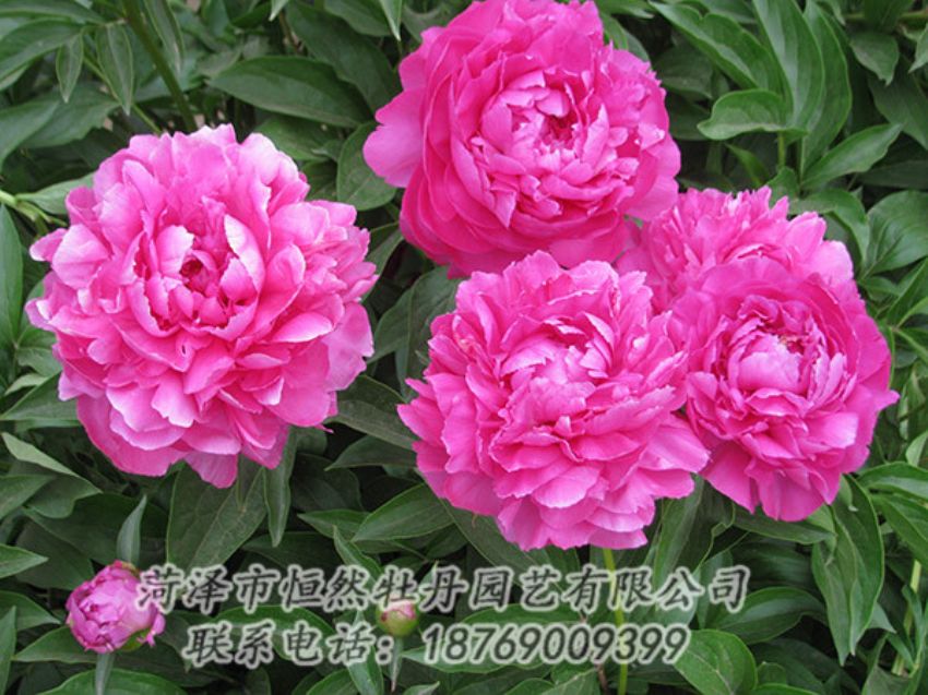 點(diǎn)擊查看詳細(xì)信息<br>標(biāo)題：紅色芍藥 閱讀次數(shù)：1212