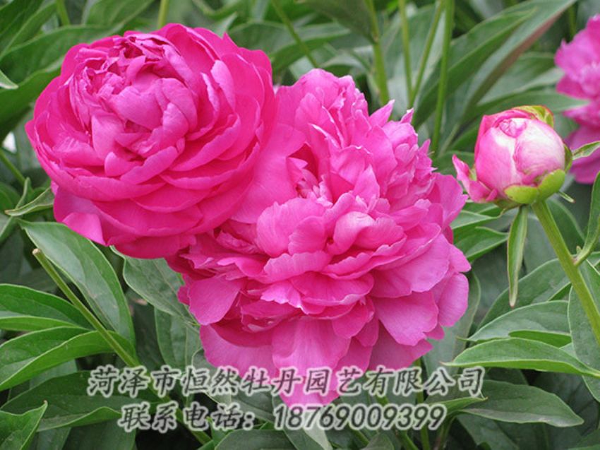點(diǎn)擊查看詳細(xì)信息<br>標(biāo)題：紅色芍藥 閱讀次數(shù)：1210