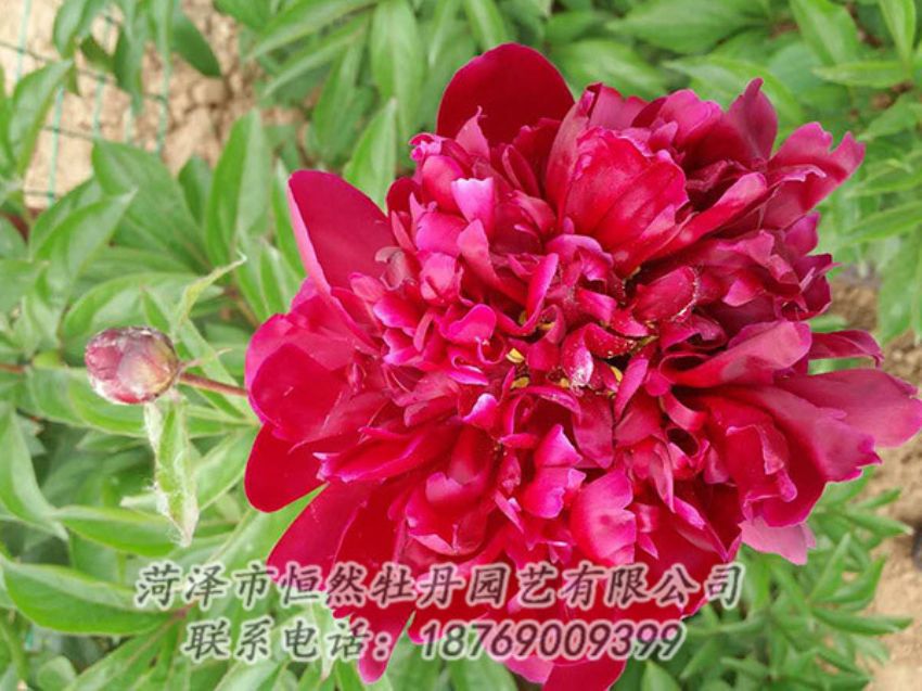點(diǎn)擊查看詳細(xì)信息<br>標(biāo)題：紅色芍藥 閱讀次數(shù)：1220