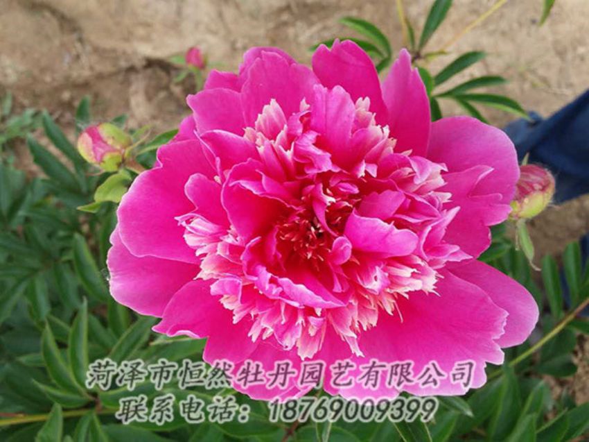 點(diǎn)擊查看詳細(xì)信息<br>標(biāo)題：紅色芍藥 閱讀次數(shù)：1245