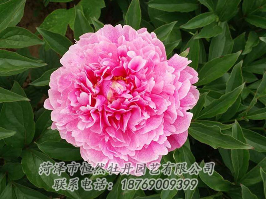 點(diǎn)擊查看詳細(xì)信息<br>標(biāo)題：紅色芍藥 閱讀次數(shù)：1250