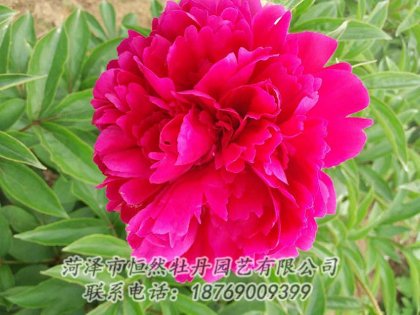 點(diǎn)擊查看詳細(xì)信息<br>標(biāo)題：紅色芍藥 閱讀次數(shù)：1294