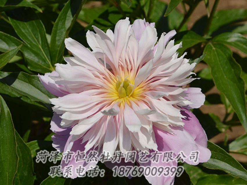 點(diǎn)擊查看詳細(xì)信息<br>標(biāo)題：粉色芍藥 閱讀次數(shù)：1355