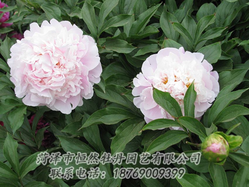 點(diǎn)擊查看詳細(xì)信息<br>標(biāo)題：粉色芍藥 閱讀次數(shù)：1247
