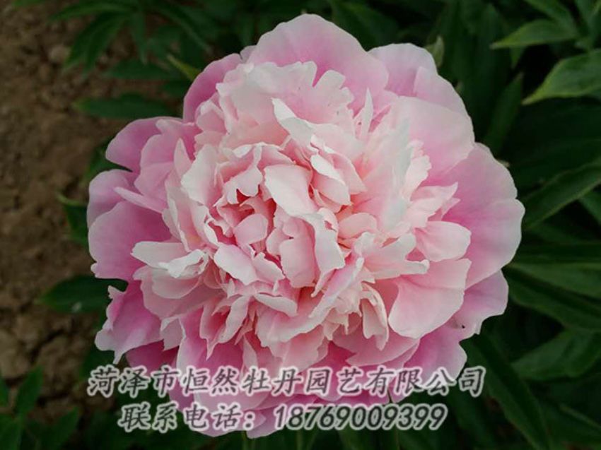 點(diǎn)擊查看詳細(xì)信息<br>標(biāo)題：粉色芍藥 閱讀次數(shù)：1467