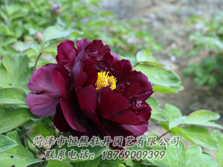 點擊查看詳細(xì)信息<br>標(biāo)題：黑色牡丹 閱讀次數(shù)：1204