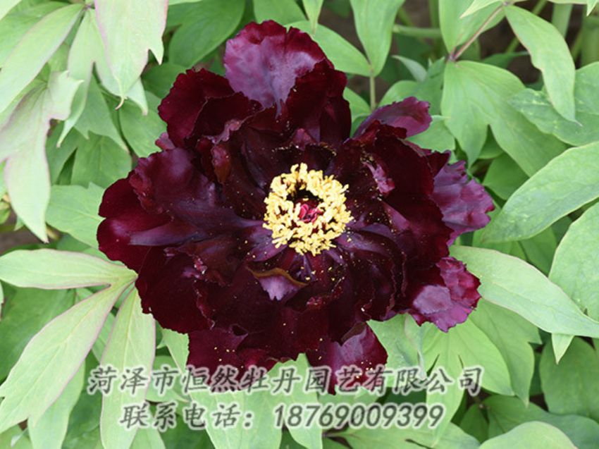 點擊查看詳細(xì)信息<br>標(biāo)題：黑色牡丹 閱讀次數(shù)：1376