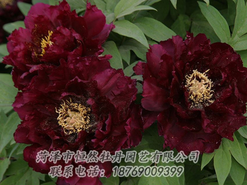 點擊查看詳細(xì)信息<br>標(biāo)題：黑色牡丹 閱讀次數(shù)：1219
