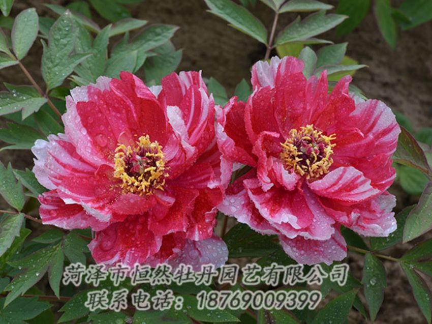 點擊查看詳細(xì)信息<br>標(biāo)題：復(fù)色牡丹 閱讀次數(shù)：1285