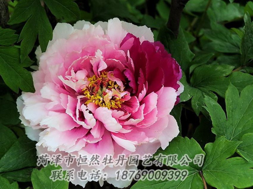 點擊查看詳細(xì)信息<br>標(biāo)題：復(fù)色牡丹 閱讀次數(shù)：1306